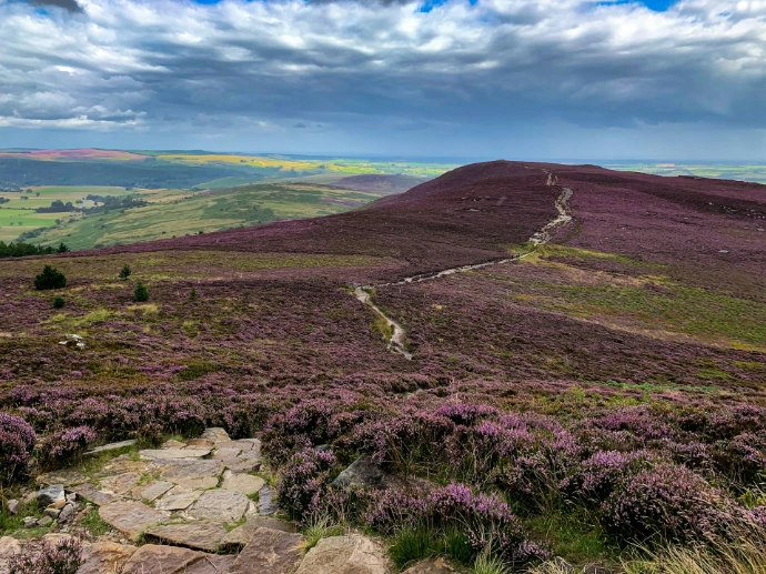 a landscape with hills and flowers